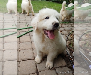 Great Pyrenees Puppy for sale in LEXINGTON, NC, USA