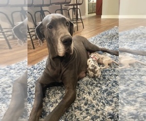 Mother of the Great Dane puppies born on 11/11/2021