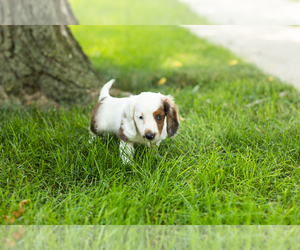 Dachshund Puppy for sale in BREMEN, IN, USA