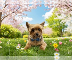 Mutt Dogs for adoption in St. Louis Park, MN, USA