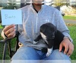 Puppy Boots Australian Cattle Dog-Border Collie Mix