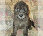 Small Photo #10 Double Doodle Puppy For Sale in LINCOLN, AL, USA