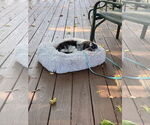 Small #3 Shih Tzu