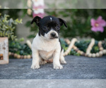 Puppy Twinkie Chihuahua