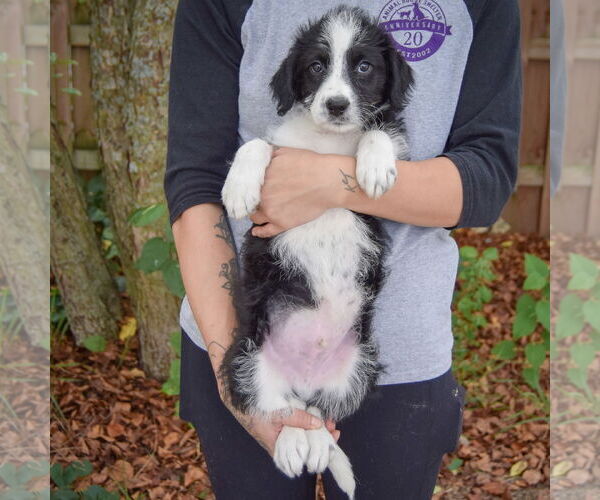 Medium Photo #4 Australian Shepherd-Unknown Mix Puppy For Sale in Huntley, IL, USA