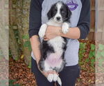 Small #3 Australian Shepherd Mix