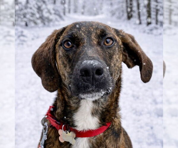 Medium Photo #7 Plott Hound-Unknown Mix Puppy For Sale in Canton, CT, USA