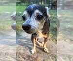 Small #1 Chihuahua