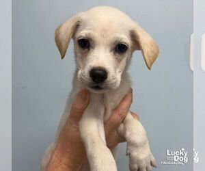 Carolina Dog-Unknown Mix Dogs for adoption in Washington, DC, USA