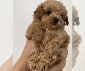 Maltipoo (Miniature) Puppy for sale in RIVERSIDE, CA, USA