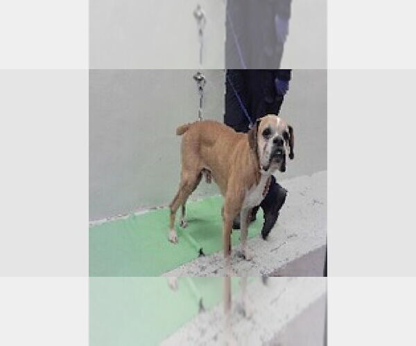 Medium Photo #4 Boxer Puppy For Sale in Austin, TX, USA