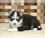 Small #1 Pomsky
