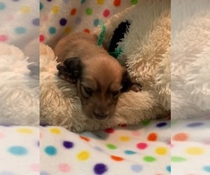Dachshund Puppy for sale in HEMPSTEAD, TX, USA