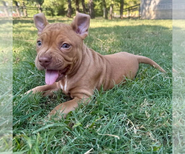 Medium Photo #16 Bullboxer Pit Puppy For Sale in OKLAHOMA CITY, OK, USA
