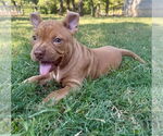 Small #15 Bullboxer Pit