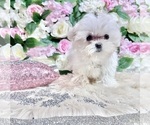 Small #35 Maltese