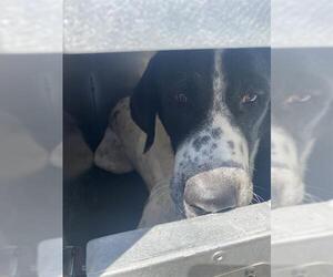 Great Pyrenees-Unknown Mix Dogs for adoption in San Antonio, TX, USA