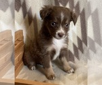 Small #2 Miniature Australian Shepherd