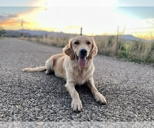 Mother of the Golden Retriever puppies born on 01/05/2025