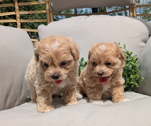 Medium Photo #7 Maltipoo Puppy For Sale in GOSHEN, IN, USA