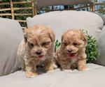 Small Photo #19 Maltipoo Puppy For Sale in GOSHEN, IN, USA