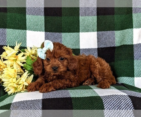 Medium Photo #2 Cavapoo Puppy For Sale in CHRISTIANA, PA, USA
