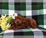 Small Photo #2 Cavapoo Puppy For Sale in CHRISTIANA, PA, USA