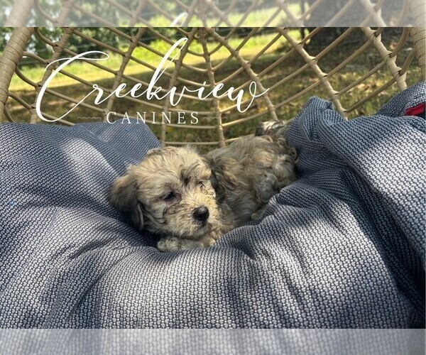 Medium Photo #6 Havachon Puppy For Sale in NIANGUA, MO, USA