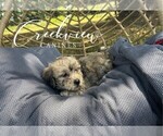Small #2 Havachon