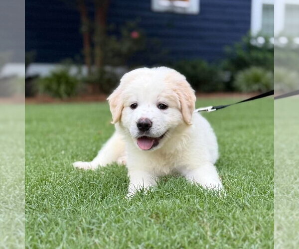 Medium Photo #1 Golden Pyrenees Puppy For Sale in Spring Lake, NC, USA