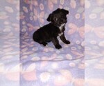Puppy Lilly YorkiePoo