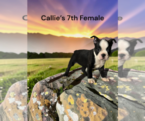 Boston Terrier Puppy for sale in EWING, KY, USA
