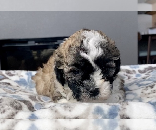 Medium Photo #4 Zuchon Puppy For Sale in GALENA, NV, USA