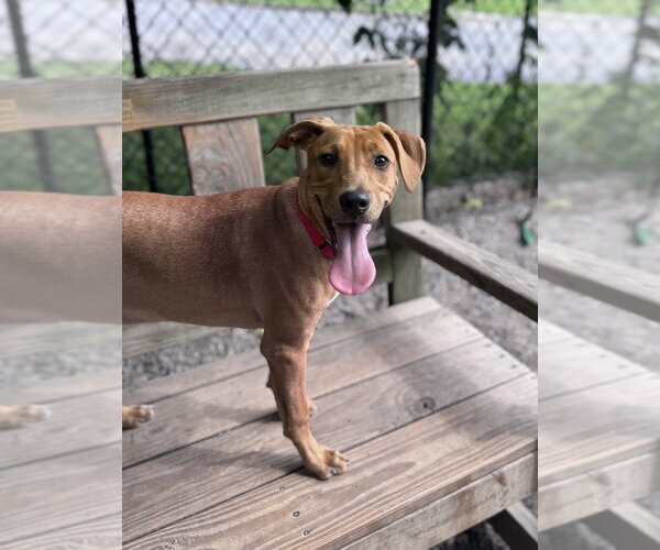 Medium Photo #2 Mutt Puppy For Sale in Elmsford, NY, USA