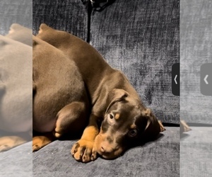 Doberman Pinscher Puppy for sale in KOKOMO, IN, USA