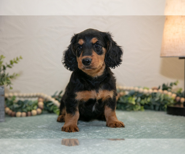 Medium Photo #2 Dachshund Puppy For Sale in NAPPANEE, IN, USA