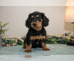 Small #1 Dachshund