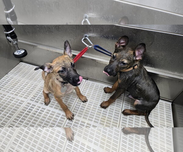 Medium Photo #7 German Shepherd Dog-Unknown Mix Puppy For Sale in Centreville, VA, USA