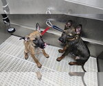 Small #6 German Shepherd Dog Mix