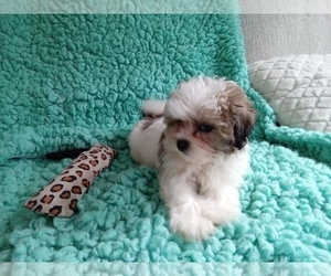 Zuchon Puppy for sale in LAUREL, MS, USA