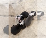 Small #5 Boston Terrier