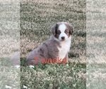 Puppy Puppy 1 Australian Shepherd