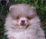 Small Pomeranian