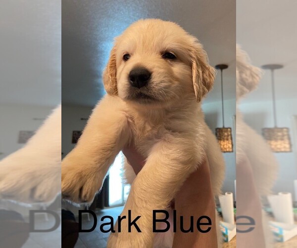 Medium Photo #1 Golden Retriever Puppy For Sale in CORONA, CA, USA