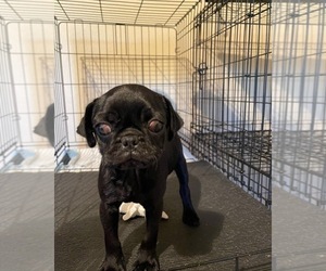 Pug Puppy for sale in TULARE, CA, USA