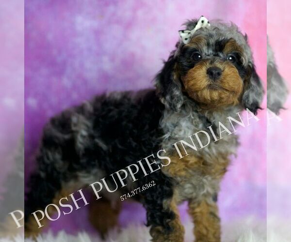 Medium Photo #5 Poodle (Miniature) Puppy For Sale in WARSAW, IN, USA