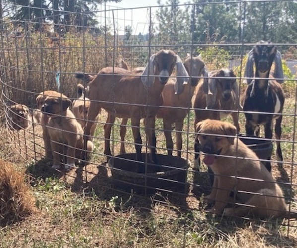Medium Photo #3 Great Pyrenees-Rottweiler Mix Puppy For Sale in DEARY, ID, USA