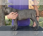 Small #2 Cane Corso