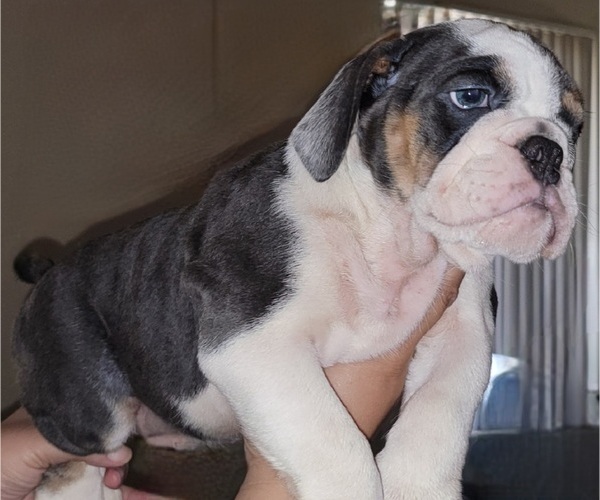 Medium Photo #1 Bulldog Puppy For Sale in REDONDO BEACH, CA, USA