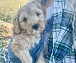 Small Photo #24 Australian Labradoodle Puppy For Sale in RICHLAND, WA, USA